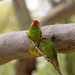Little Lorikeet - Photo (c) Kym Nicolson, some rights reserved (CC BY), uploaded by Kym Nicolson