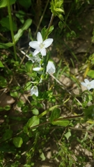 Claytonia virginica
