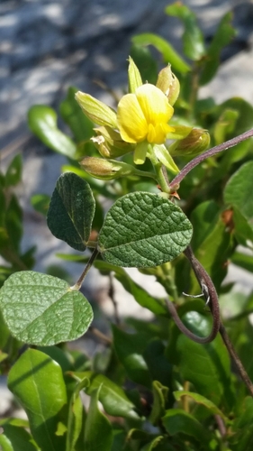 Image of Rhynchosia cinerea by (c) Jay Horn, some rights reserved (CC BY)