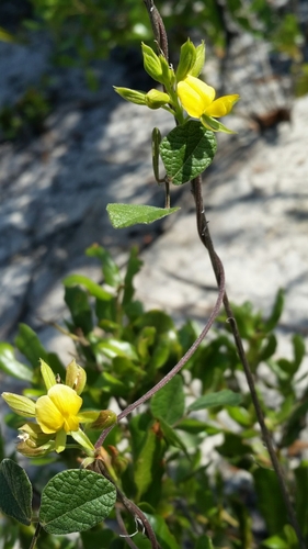 Image of Rhynchosia cinerea by (c) Jay Horn, some rights reserved (CC BY)