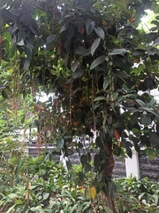 Thunbergia coccinea