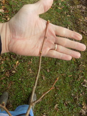 Tilia americana americana