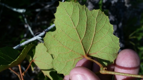 Image of Vitis rufotomentosa by (c) Jay Horn, some rights reserved (CC BY)