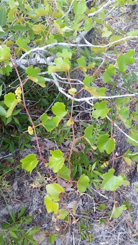 Image of Vitis rufotomentosa by (c) Jay Horn, some rights reserved (CC BY)