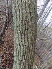 Tilia americana americana
