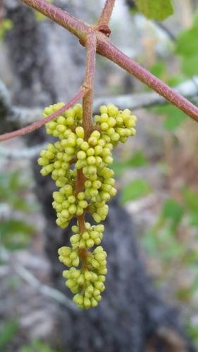 Image of Vitis rufotomentosa by (c) Jay Horn, some rights reserved (CC BY)