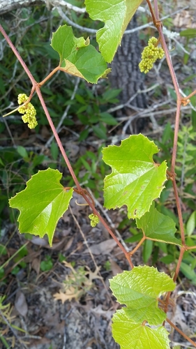 Image of Vitis rufotomentosa by (c) Jay Horn, some rights reserved (CC BY)