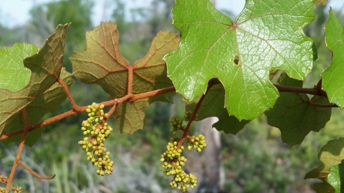 Image of Vitis rufotomentosa by (c) Jay Horn, some rights reserved (CC BY)