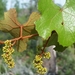Vitis rufotomentosa - Photo (c) Jay Horn, μερικά δικαιώματα διατηρούνται (CC BY), uploaded by Jay Horn