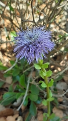 Globularia trichosantha