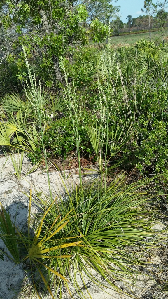 Nolina brittoniana, Florida, US