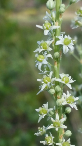 Nolina brittoniana