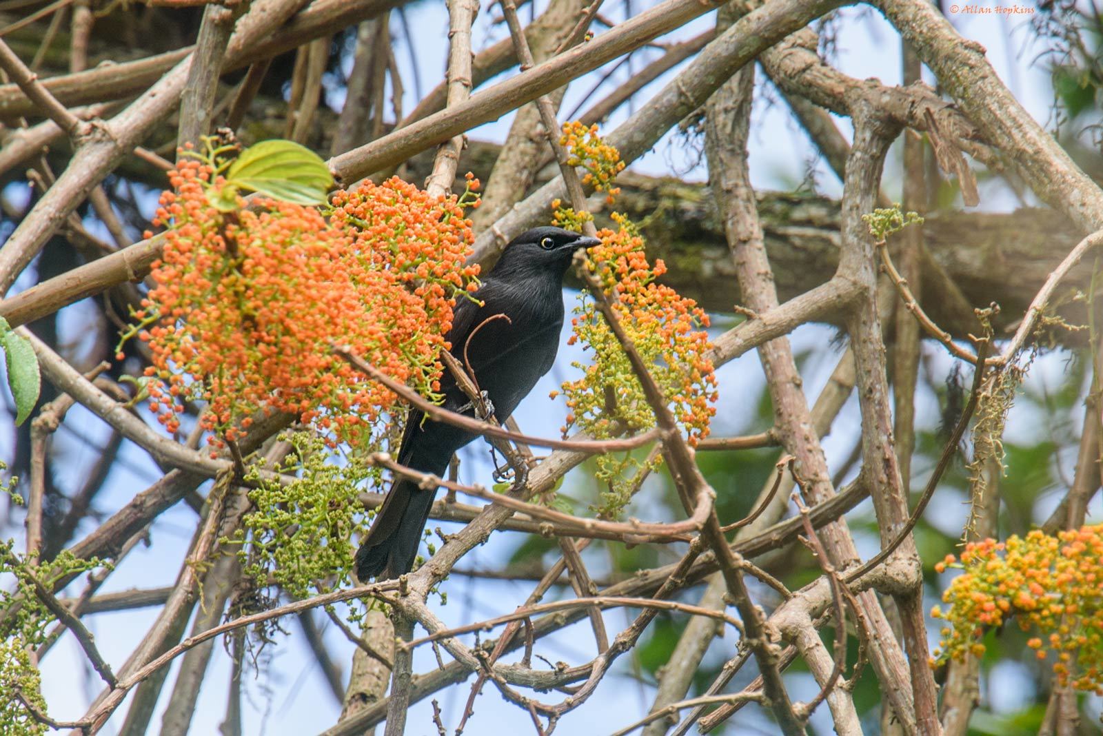 Kenrick's Starling illustration