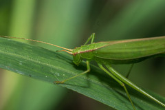Hyperophora major