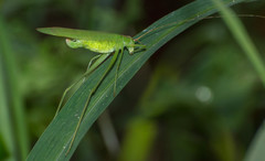 Hyperophora major