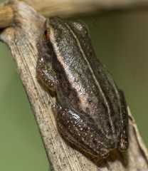 Dendropsophus sanborni