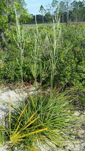 Nolina brittoniana
