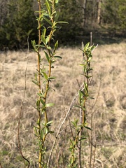 Salix babylonica tortuosa