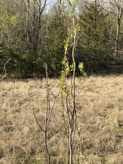 Salix babylonica tortuosa