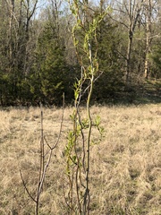 Salix babylonica tortuosa