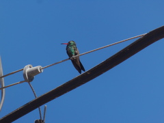 Cynanthus latirostris