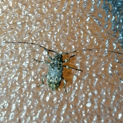 Atrypanius remissus