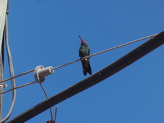 Cynanthus latirostris