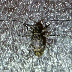 Atrypanius remissus