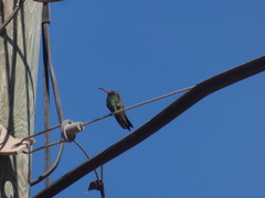 Cynanthus latirostris