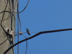 Cynanthus latirostris