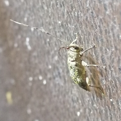 Atrypanius remissus