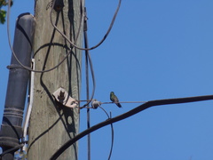 Cynanthus latirostris