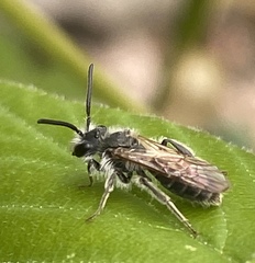 Andrena erigeniae