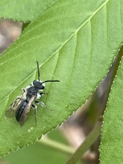 Andrena erigeniae