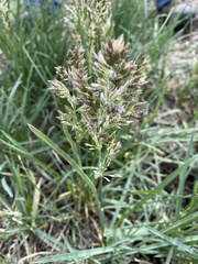 Poa arachnifera