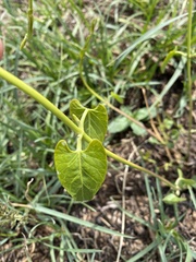 Funastrum cynanchoides