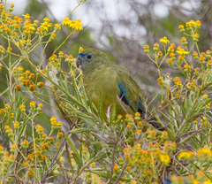 Neophema petrophila