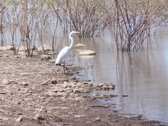 Ardea alba
