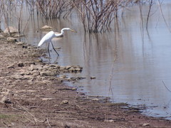 Ardea alba