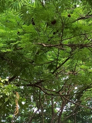 Enterolobium