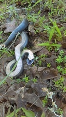 Heterodon