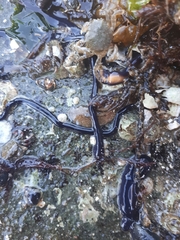 Emplectonema gracile