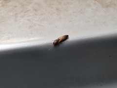 Dolerosomus silaceus