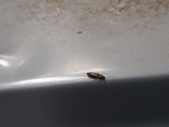 Dolerosomus silaceus