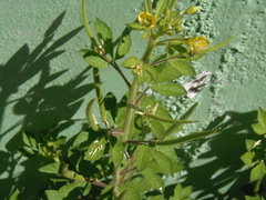 Cleome viscosa
