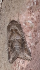 Lacinipolia erecta