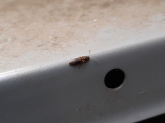 Dolerosomus silaceus