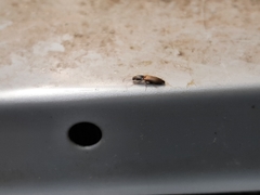 Dolerosomus silaceus