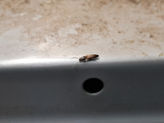 Dolerosomus silaceus