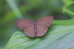 Godartiana muscosa
